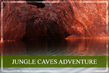 cat-packages-jungle-caves
